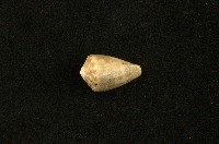藏品(花冠芋螺)的圖片